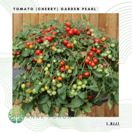 Benih Bibit Biji - Tomato (Cherry) Garden Pearl Tomat Ceri Seeds - IMPORT