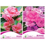Bunga Keembong Biji Benih Impatiens Balsamina Balsam Flower Seeds 凤仙花种子