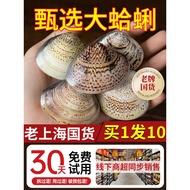 Old-fashioned Shanghai Clam Oil Shell Oil Harry Oil Anti-Drying Extra Large Large Large Bottle Offic