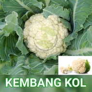 Benih Bibit Sayuran Kembang Kol Benih Sayuran Bunga Kol