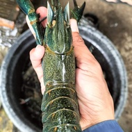 Lobster air tawar indukan super top jumbo 7 inch up grade A++ paket isi 3 betina 2 jantan super jumb