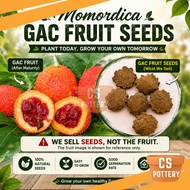 Momordica Gac Fruit Seeds 10 Seeds Biji Buah Gac Benih Pokok Gac 木鳖果种子