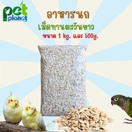 [1kg.][500g.] เม็ดทานตะวันขาว อาหารนก สำหรับ นก นกแก้วขนาดกลาง ซันคอนัวร์ กรีนชีค ค็อกคาเทล ริงเน็ต