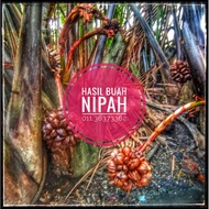 Madu (misan) Nipah / Cuka Nipah / Air Nipah Frozen Dari Ladang Nipah Kedah