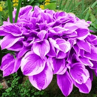Purple Hosta Seeds Perennial Hosta Plants Seeds for Planting Outdoor Garden Low Maintenance 200Pcs