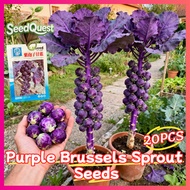 100% Original 20pcs Purple Brussel Sprouts Seeds for Planting Vegetable Plants High Yield Brussels S
