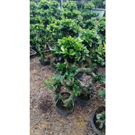 BG-Bonsai Ficus Microcarpa 'S'/Huat 盆景金钱榕‘S’