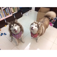 Handmade Dog Scarf Customized Products