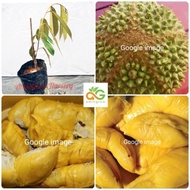 amingrow- 🌱Anak pokok durian Musang King/D197 (Durio zibethinus)🌱