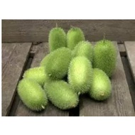 Hedgehog Cucumber Seeds (Cucumis dipsaceus)