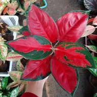 IPM -686 AGLAONEMA SUKSOM JAIPONG