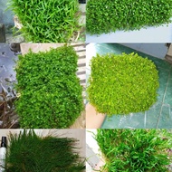 paket tanaman dasar/karpet 6 jenis aquascape
