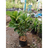 POKOK FIDDLE FIG DLM POLYBEG / INDOOR PLANT