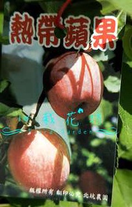 心栽花坊-熱帶蜜蘋果/蘋果/7吋/嫁接苗/蘋果品種/售價700特價600