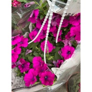 Petunia violacea (Purple flower). 2 pots 22cm pot wide spread able grows up to 12-18′ inches long. F