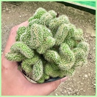 ⊔ ⋨ ⊩ Live Green Brain Cactus Plant