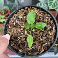 Baby Anthurium Lidah Gajah - Anthurium Warocqueanum