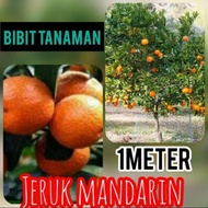 Bibit jeruk Mandarin berbuah/jeruk Mandarin berbuah