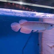 arwana golden red 20cm