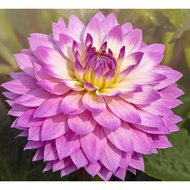 5 Biji Segar Benih Bunga Dahlia Miss Delilah Flower Dahlia Seed - 5 Seed