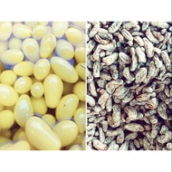 💥HOT SALES💥JERUK ANGGUR & ANGGUR KERING
