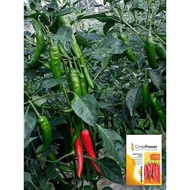 BIJI BENIH CILI KING KULAI/KULAI CHILLIES HYBRID F1 SEEDS-(10 SEEDS-REPACK CROP POWER)