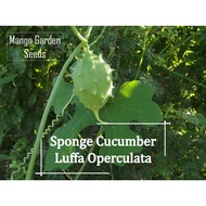 Luffa Operculata Seeds - 10 Seed *Pot Friendly* Tanam Pasu, Luffa Kecil, Wild Luffa Sponge, Loofah 野