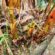 Anak benih pisang tanduk