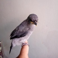 Anakan Lolohan Srigunting Hitam Pilihan Jantan