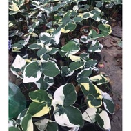 Pokok Keladi Caladium Xanthosoma Sagittifolium Variegatum Monstrosum Mickey Mouse