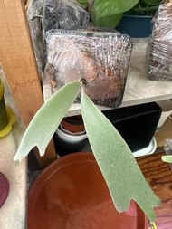 月光鹿角蕨 //  P. Willinckii Moonlight