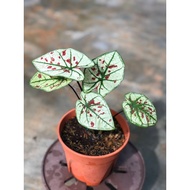 caladium stobery star thai