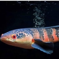 Ikan Channa Red Barito Grade A 7-8Cm #Gratisongkir