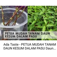 daun kesum masakan keratan batang 50 puluh sen satu batang