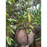 ORKID HUTAN MERPATI PUTIH SIAP DALAM BUAH KELAPA