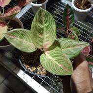 Tanaman Hias Aglaonema / Aglonema Golden Hope Terlaris