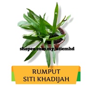 Rumput Siti Khadijah /Beijing Grass