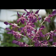 For Sale Anggrek Dendrobium Kriting Blue Spin Kondisi Spike/Knop Ori