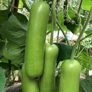 UPO SEEDS(20seeds) - Upo Tambuli Vegetable Seeds