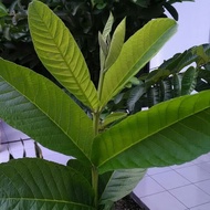 AZ KacaEmpty11 Fresh guavadaun from your own garden 200 grams