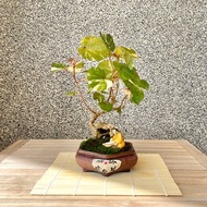 小品盆栽-斑葉黃槿 盆景 送禮