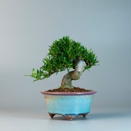 【日本植物】喜黛譽梔子花 小品盆栽 花果盆景