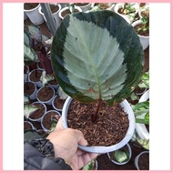 ☸ ☩ Available Live plants for sale (Calathea Rosy)
