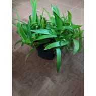 POKOK RUMPUT SITI KHADIJAH DALAM POLIBEG