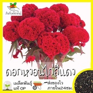 เมล็ดพันธุ์ ดอกหงอนไก่ฝรั่ง สีแดง หงอนไก่ 200 เมล็ด  Red Cockscomb Seed เมล็ดพันธุ์แท้ นำเข้าจากต่างประเทศ100% ดอกไม้ สวยงาม