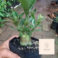 New! tanaman hias adenium - adenium bonsai