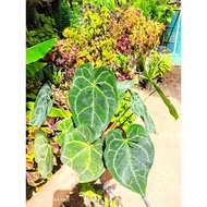 Anthurium plants/Kuping Gajah