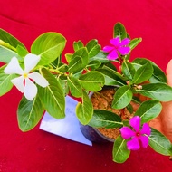 Chinese Kemunting Mix (3 trees 1 vase)