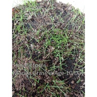 Manila Grass Seeds - 6000   Seed Biji Benih Rumput Manila, Carpet Grass, Lawn Grass, Zoysia Grass, M