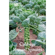 Brussel Sprouts Vegetable Seeds - 50 seed *Pot Friendly* - Mango Garden
